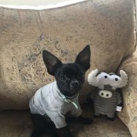 Vetco Total Care Animal Hospital ico