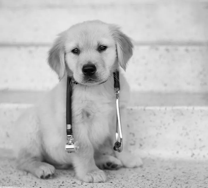 South Shores Pet Clinic Picture 8