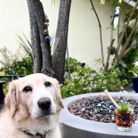Ace Animal Hospital ico