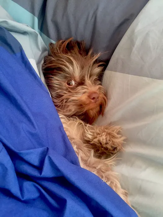 Ace Animal Hospital Picture 6