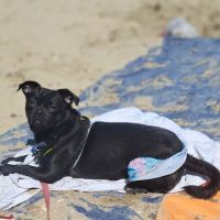 UrgentPaws ico