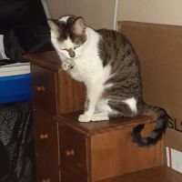 Tender Loving Care Animal Hospital ico