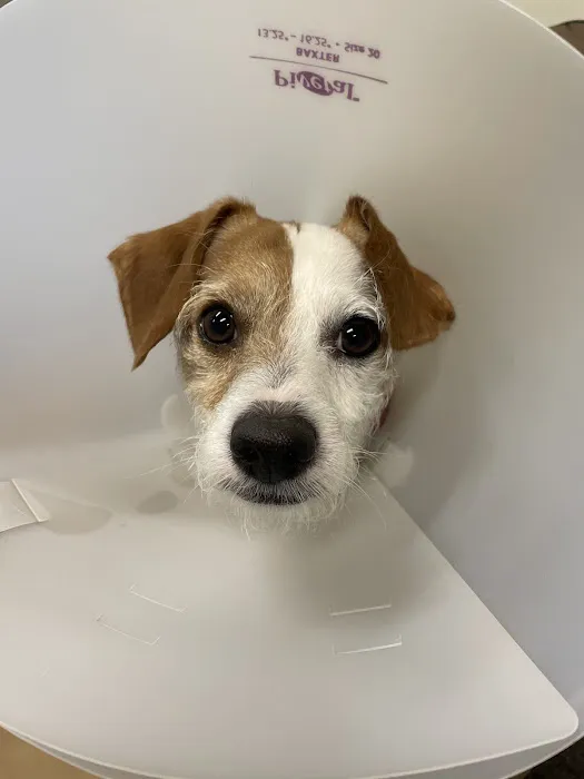 Tender Loving Care Animal Hospital Picture 3
