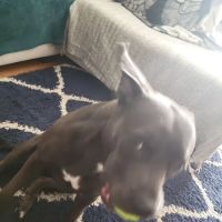 Greggs Animal Hospital Inc ico