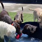 VCA La Mirada Animal Hospital