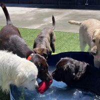 VCA La Mirada Animal Hospital ico