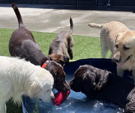 VCA La Mirada Animal Hospital