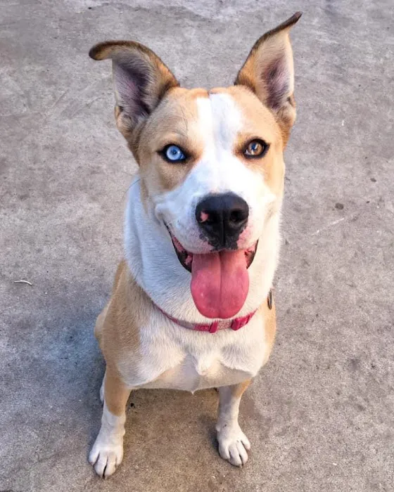 VCA La Mirada Animal Hospital Picture 10