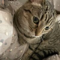 Prime Care Pet Hospital ico