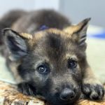 La Habra Animal Hospital