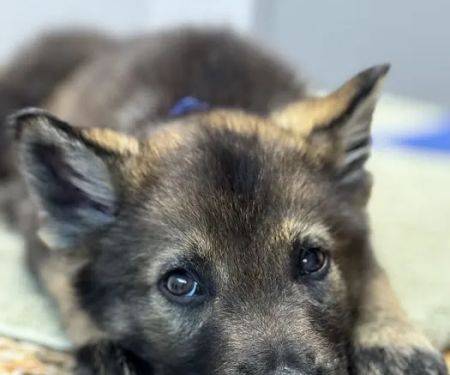La Habra Animal Hospital
