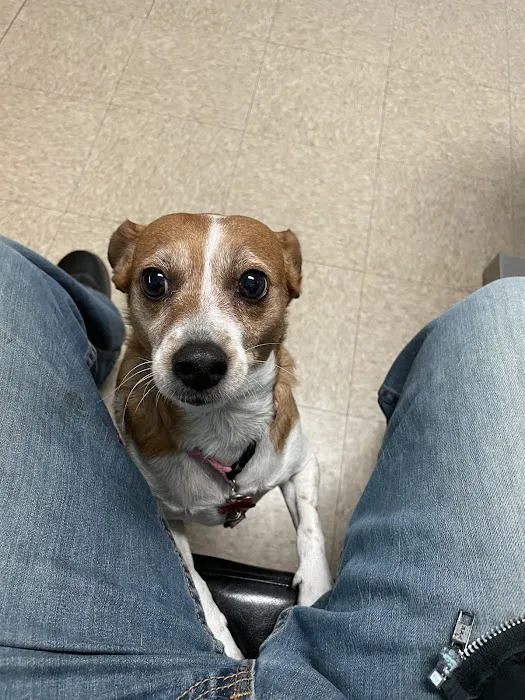 La Habra Animal Hospital Picture 2