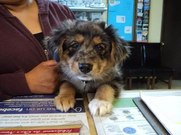 La Habra Animal Hospital Picture 8