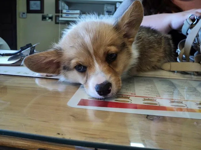 La Habra Animal Hospital Picture 5