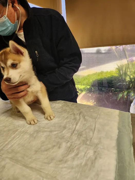 Petra Pet Clinic Picture 5