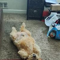Petra Pet Clinic ico