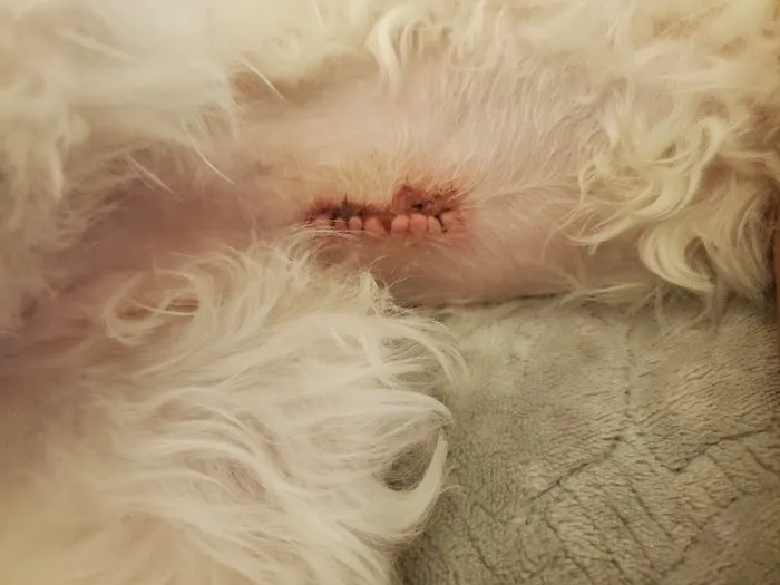 Alpine Animal Hospital Picture 4