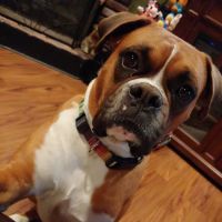 Alpine Animal Hospital ico