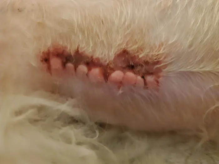 Alpine Animal Hospital Picture 3