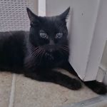 Habra Linda Animal Hospital