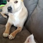 St Francis Animal Hospital