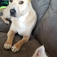 St Francis Animal Hospital ico