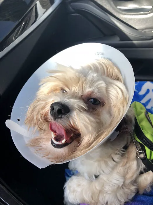 St Francis Animal Hospital Picture 6