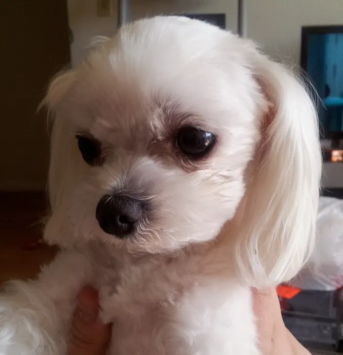 St Francis Animal Hospital Picture 10