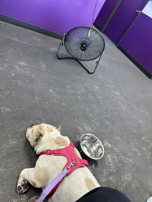 SoCal K9 Clinic City of Industry Picture 7