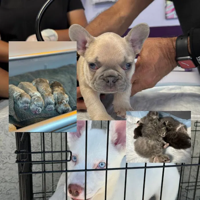 SoCal K9 Clinic City of Industry Picture 8