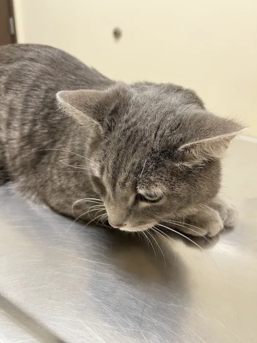 Arc Animal Hospital Picture 1