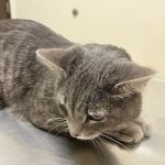 Arc Animal Hospital