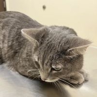 Arc Animal Hospital ico