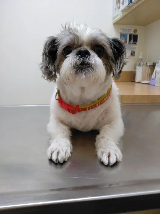 Arc Animal Hospital Picture 5