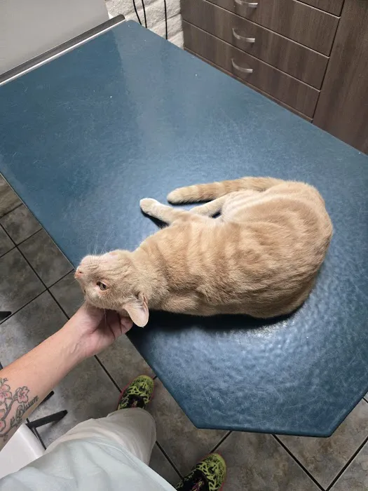 Southern California Animal Hospital Picture 2