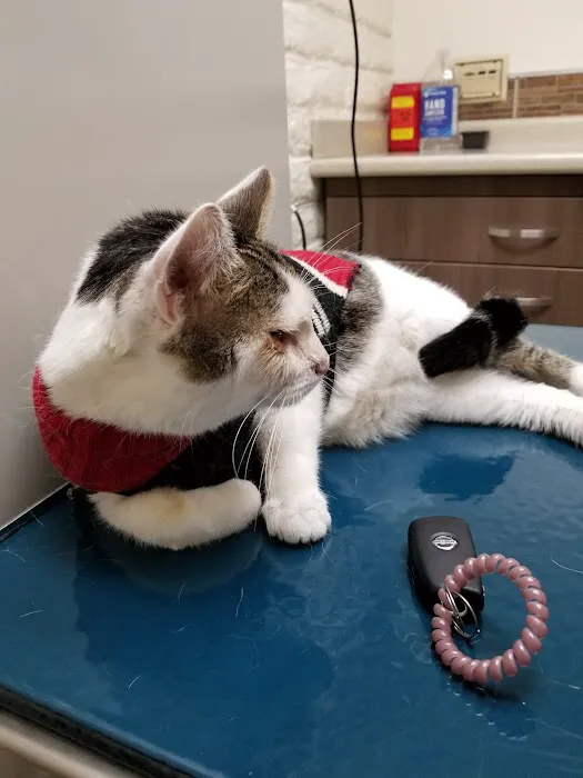 Southern California Animal Hospital Picture 3