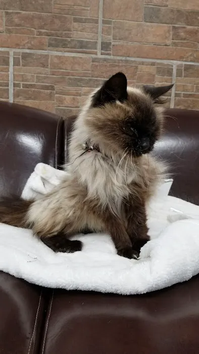 Southern California Animal Hospital Picture 1