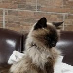 Southern California Animal Hospital