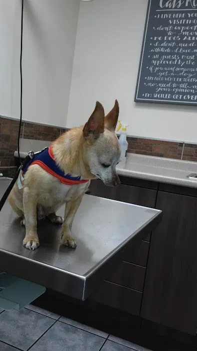 Southern California Animal Hospital Picture 5