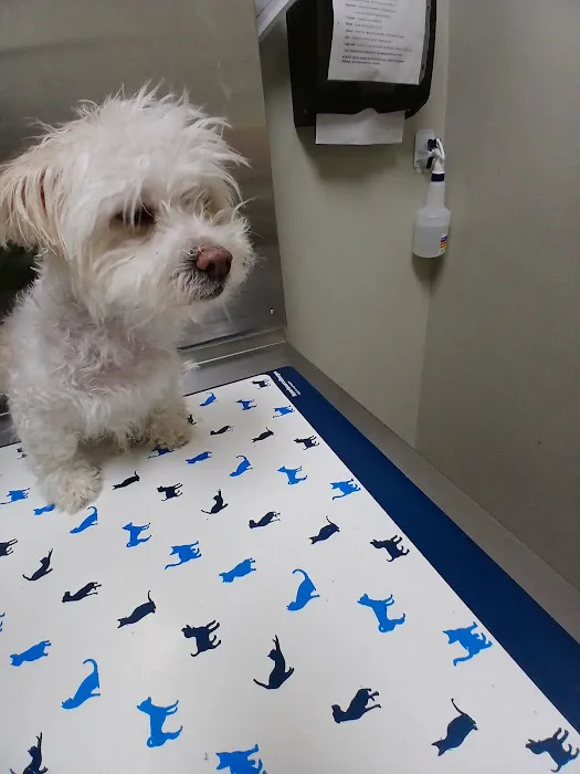Amar Glen Veterinary Hospital Picture 3
