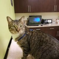Pine Animal Hospital & Integrative Wellness Center ico
