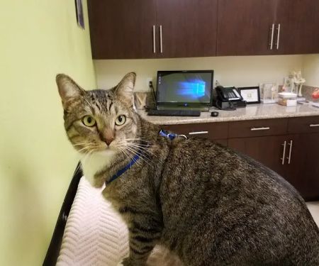 Pine Animal Hospital & Integrative Wellness Center