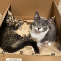 Promenade Veterinary Hospital ico
