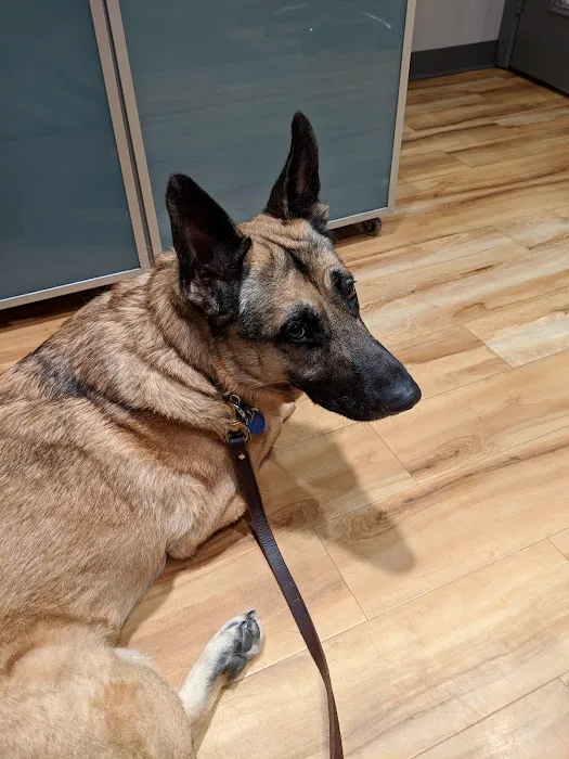 Cats & Dogs Animal Hospital Picture 3