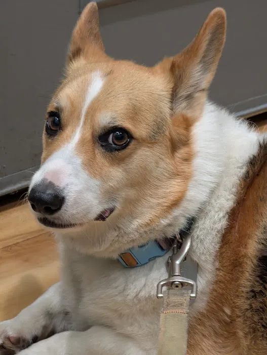 Cats & Dogs Animal Hospital Picture 5