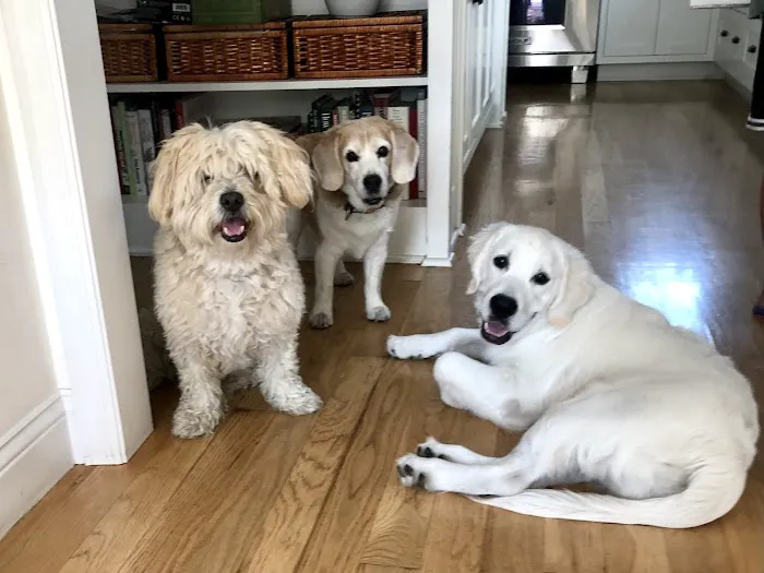 Cats & Dogs Animal Hospital Picture 6