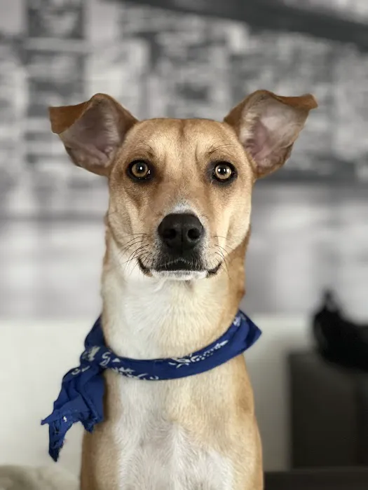Cats & Dogs Animal Hospital Picture 7