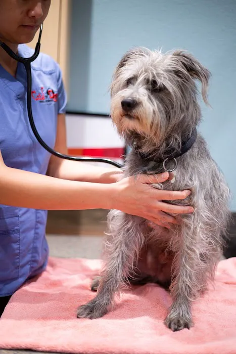Cats & Dogs Animal Hospital Picture 10