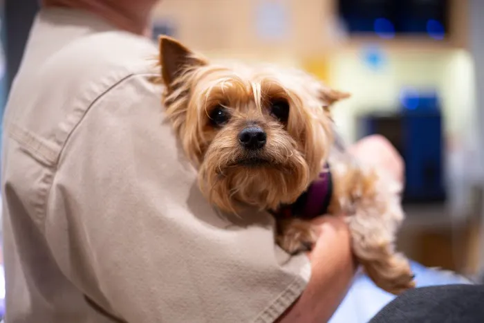 Cats & Dogs Animal Hospital Picture 9