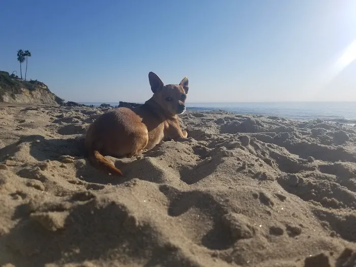 Beach Veterinary Hospital Picture 2